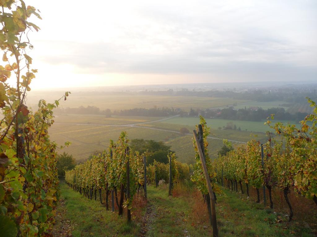 Apartamento Vignobles Frey-Sohler Scherwiller Exterior foto